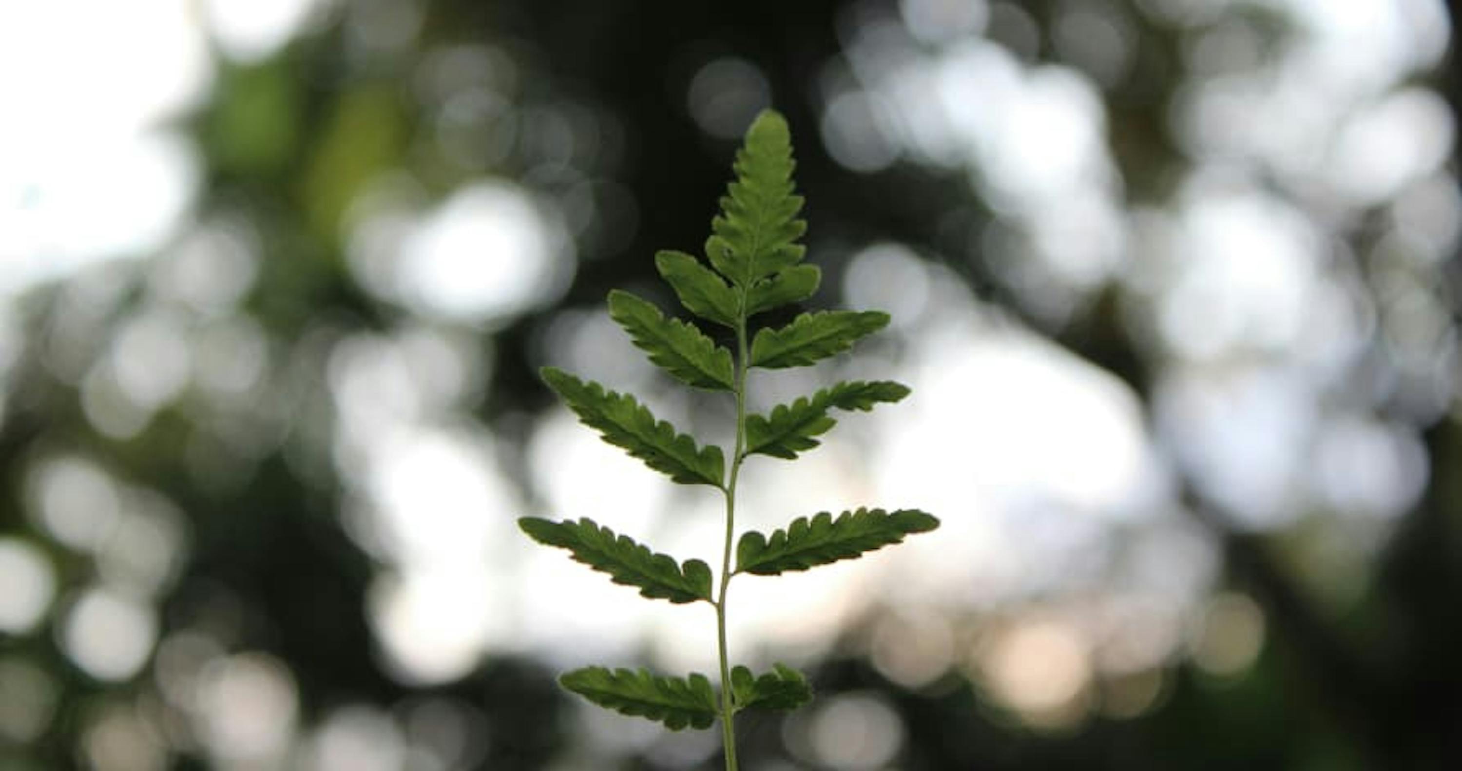 leaf in forest