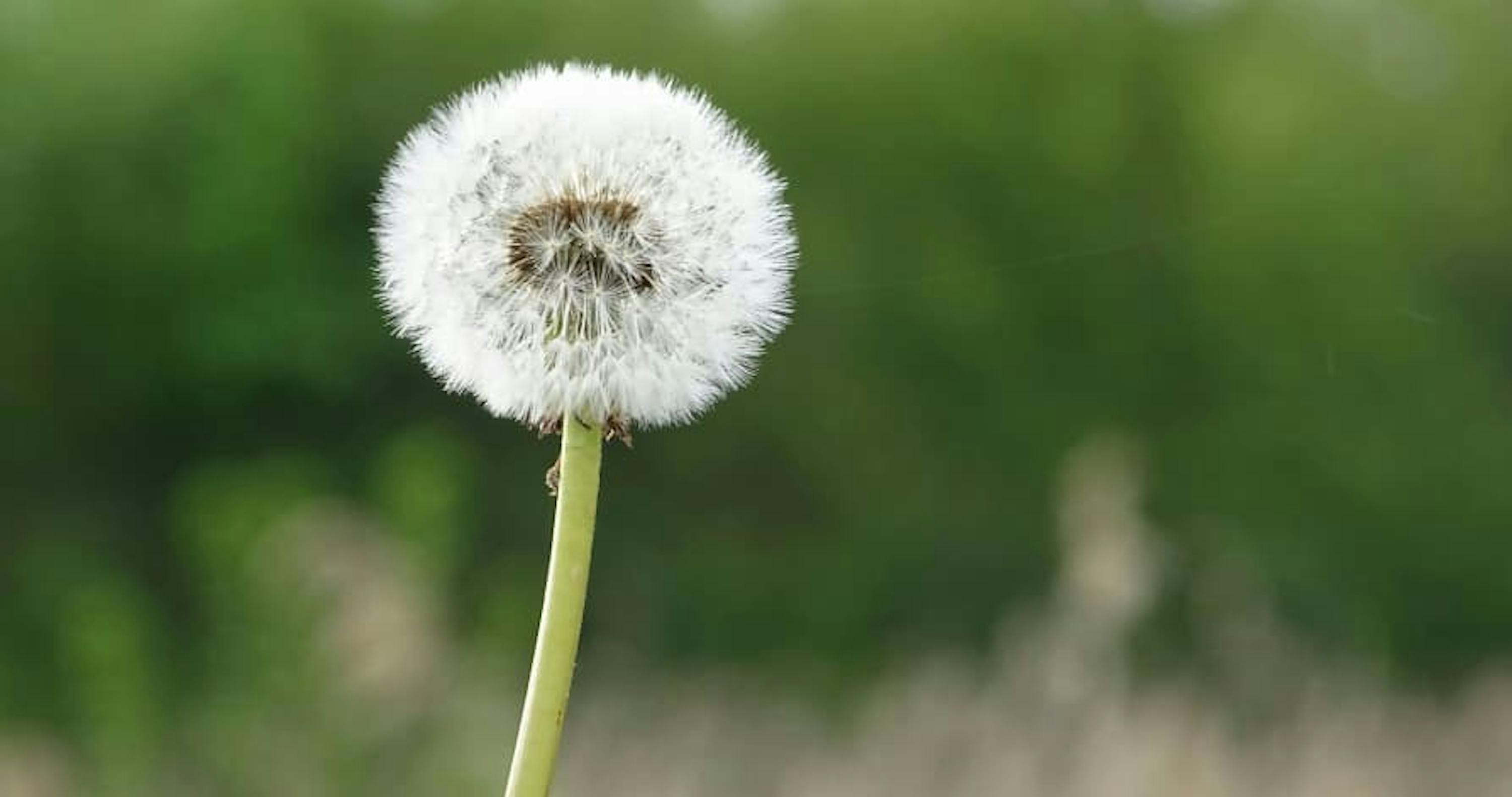 dandelion