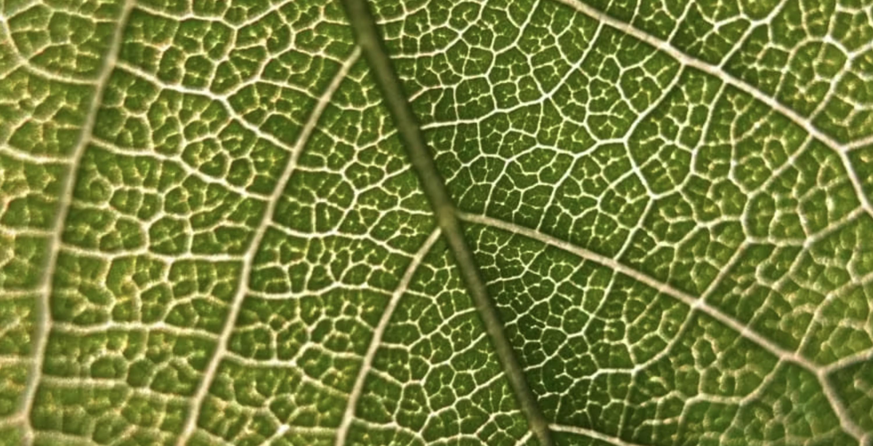 Détails d'une feuille