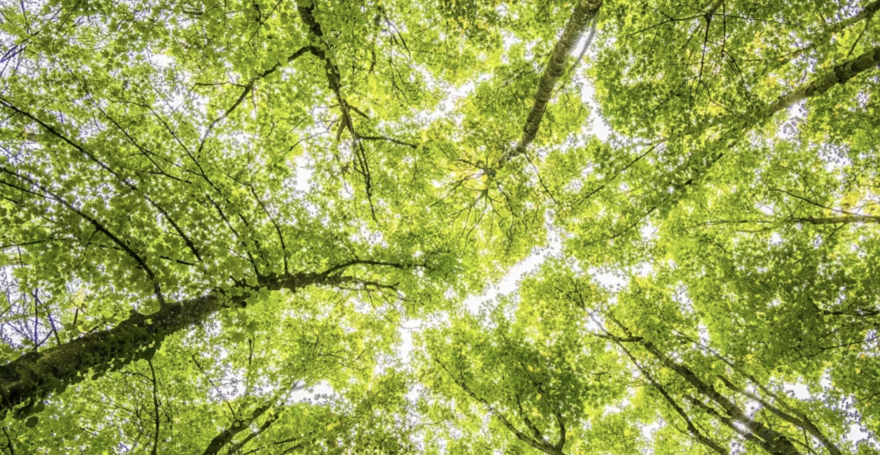 Vue sur des arbres et le ciel