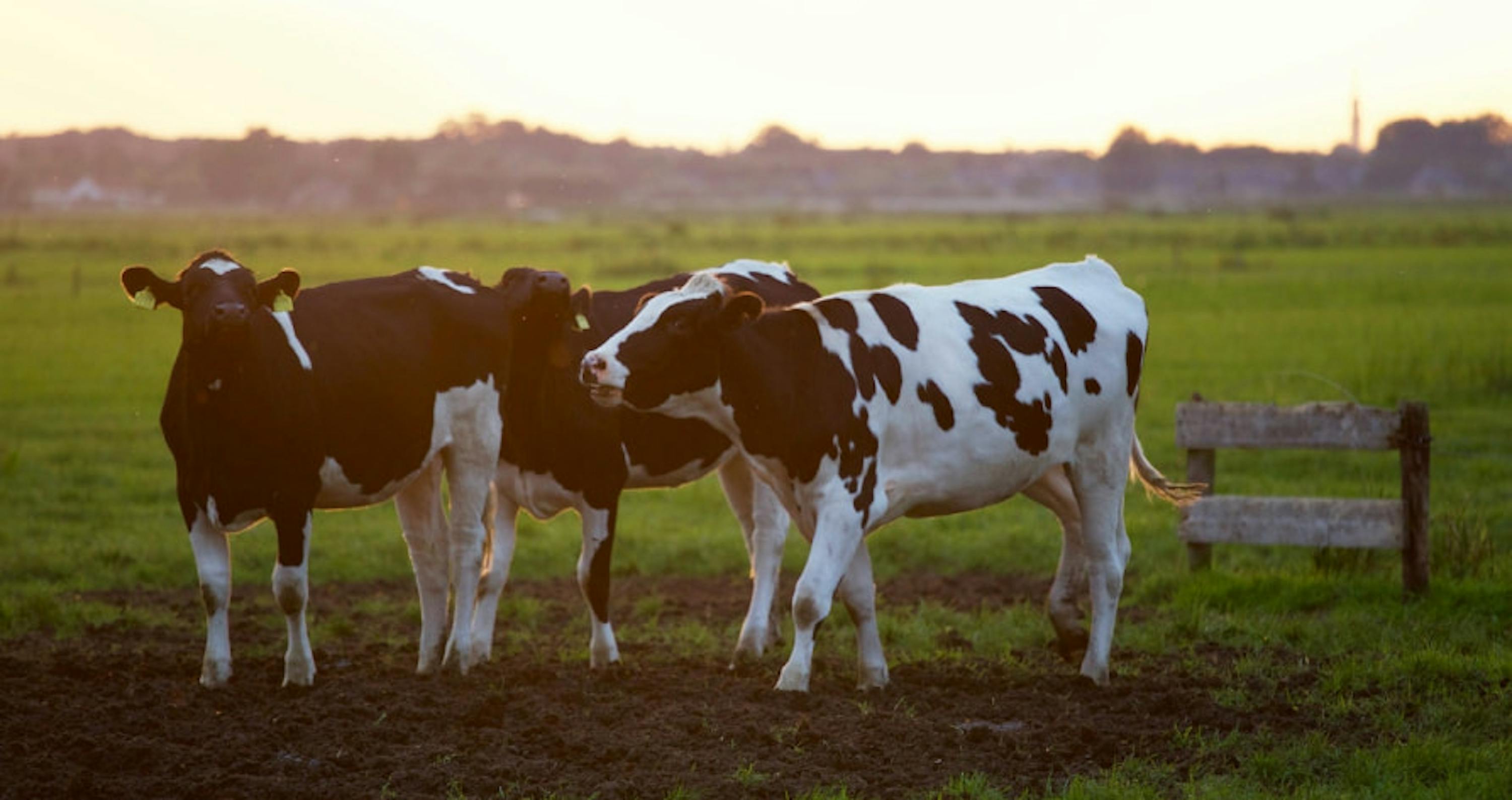 des vaches dans un pré