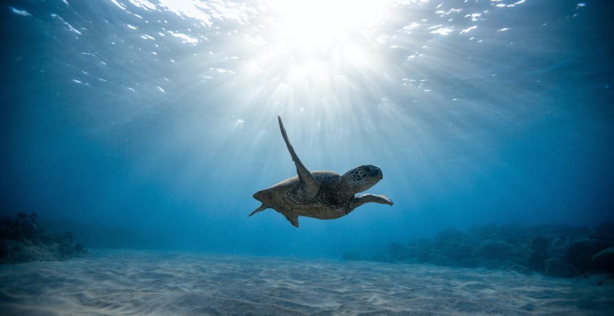 turtle swimming in the ocean