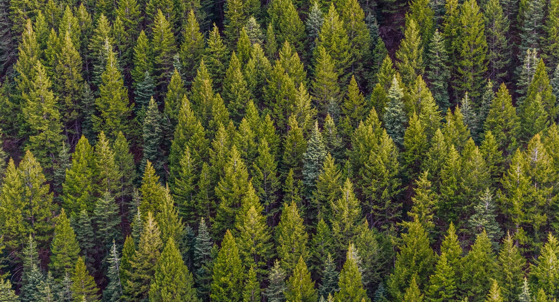6cb58d6a a730 46c8 8795 fb10e43bf8e6 Group+40113forest+2