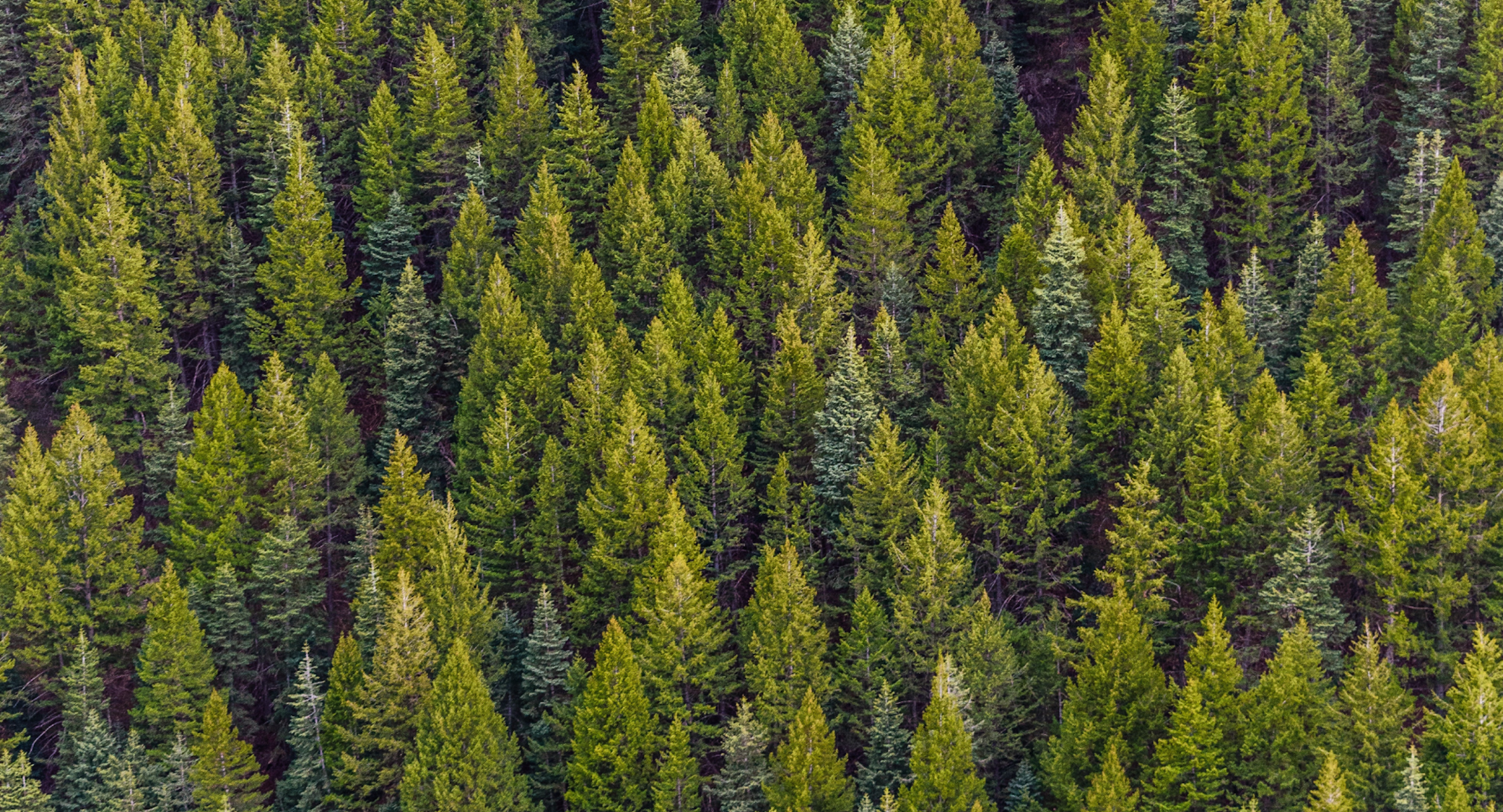 6cb58d6a a730 46c8 8795 fb10e43bf8e6 Group+40113forest+2
