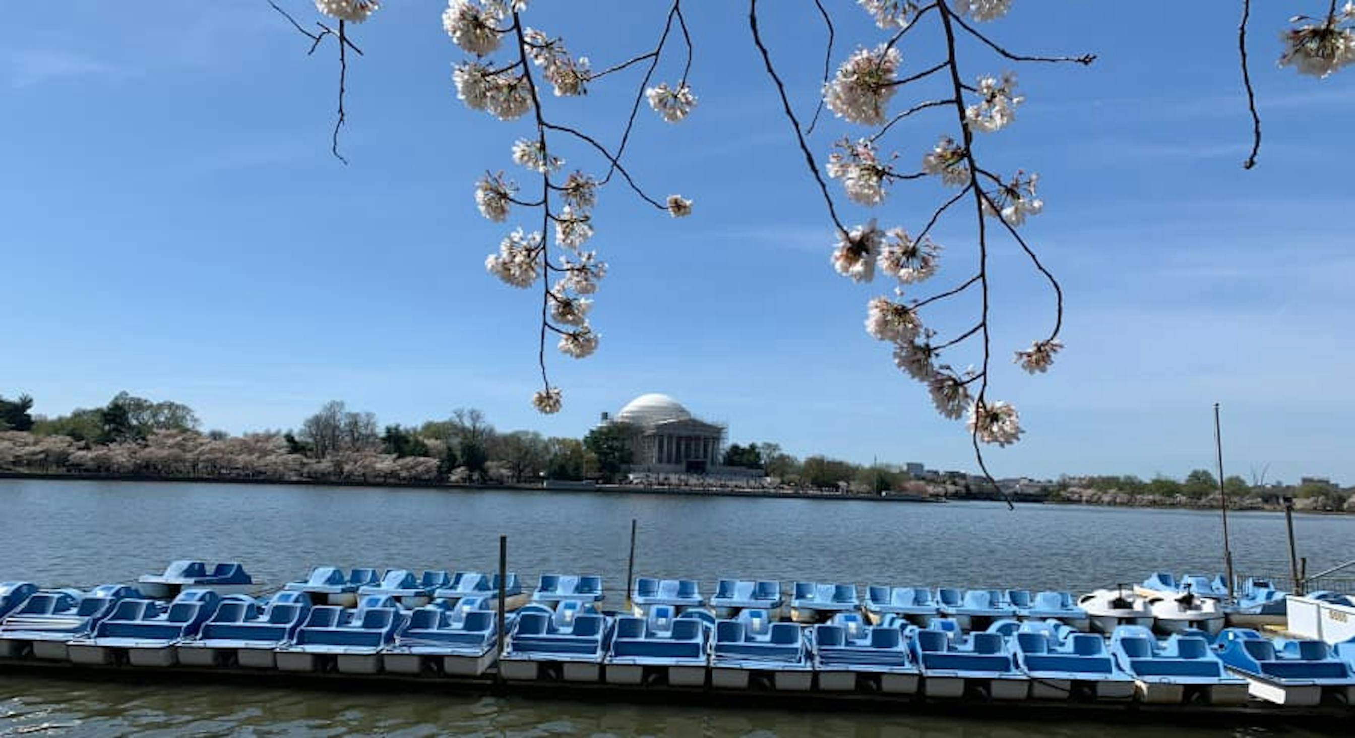 tidal basin washing dc cherry blossoms