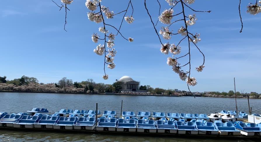 tidal basin washing dc cherry blossoms