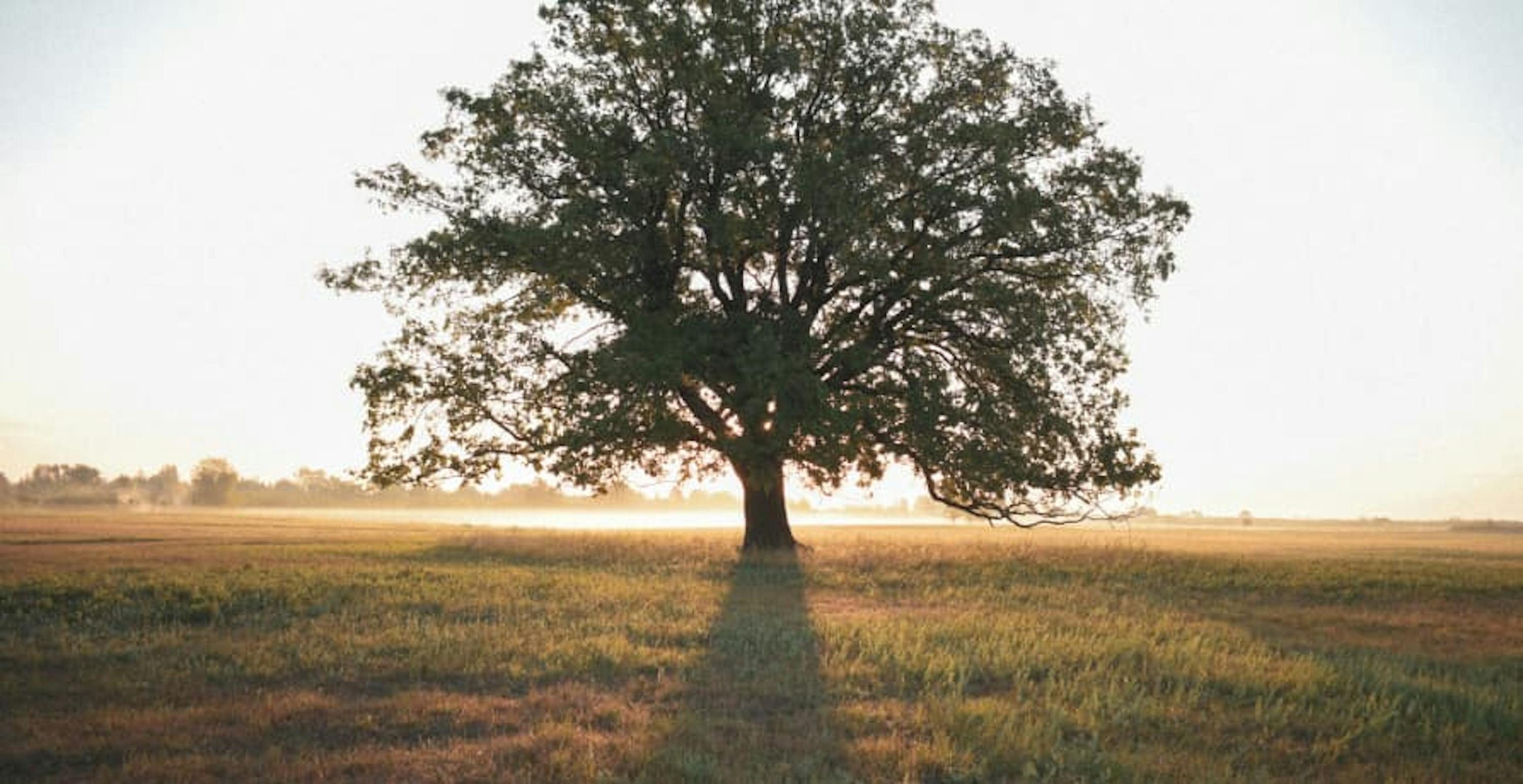 tree and sunset