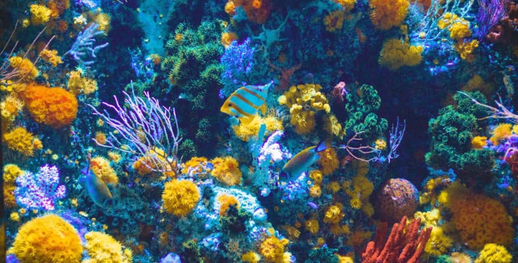 colorful blue and yellow fish and coral reefs