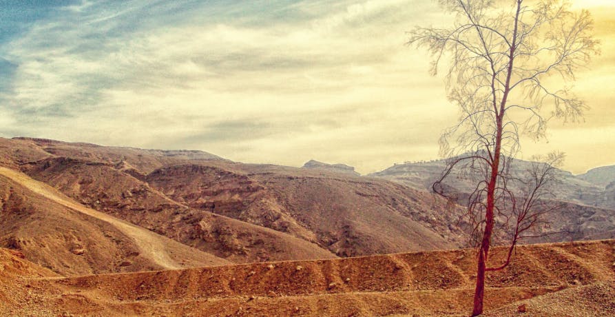 paysage désertique avec arbre victime de sécheresse