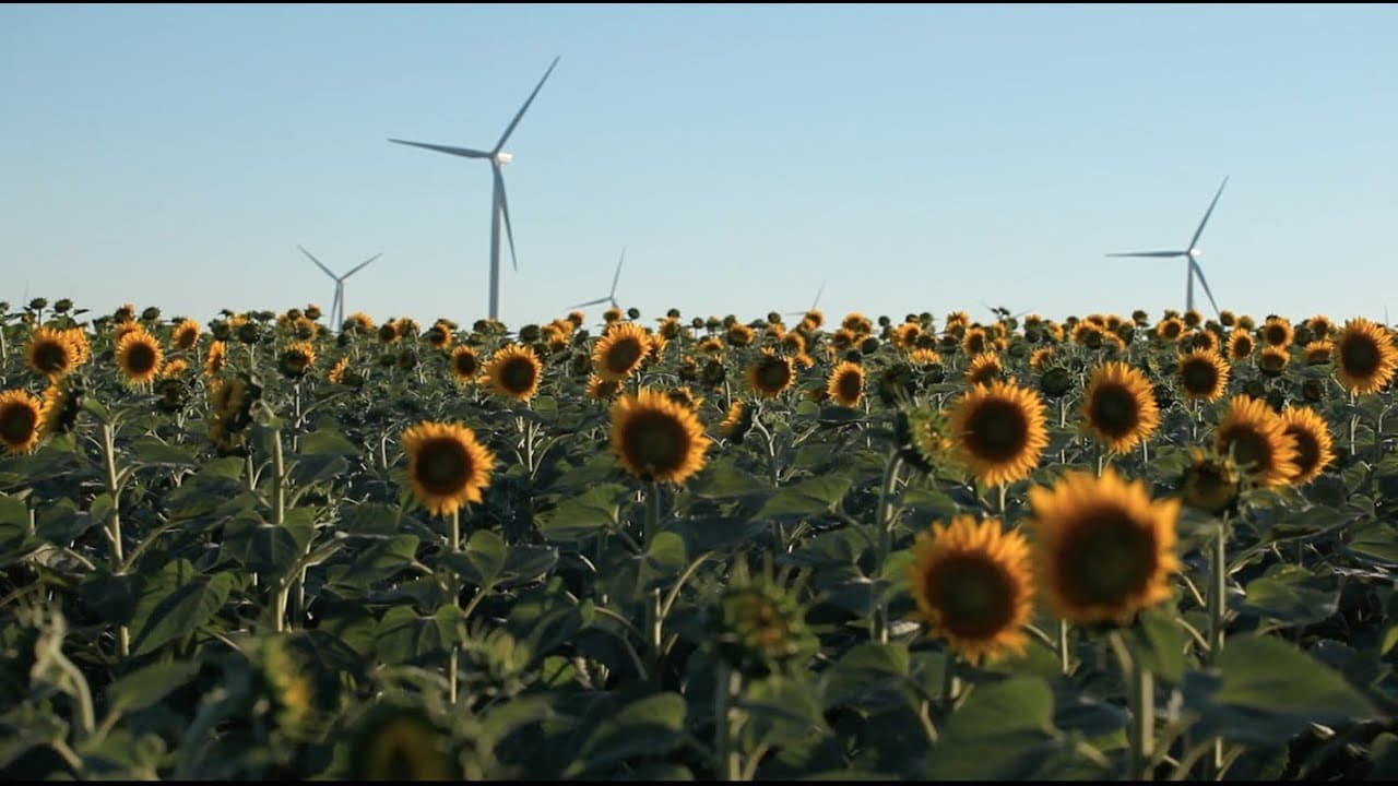 sunflower field with wind turbines blue sky