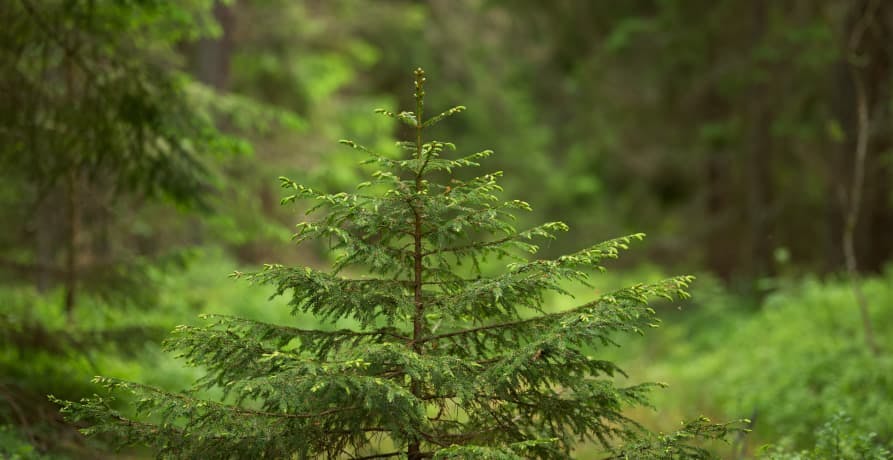small tree growing in a large forest