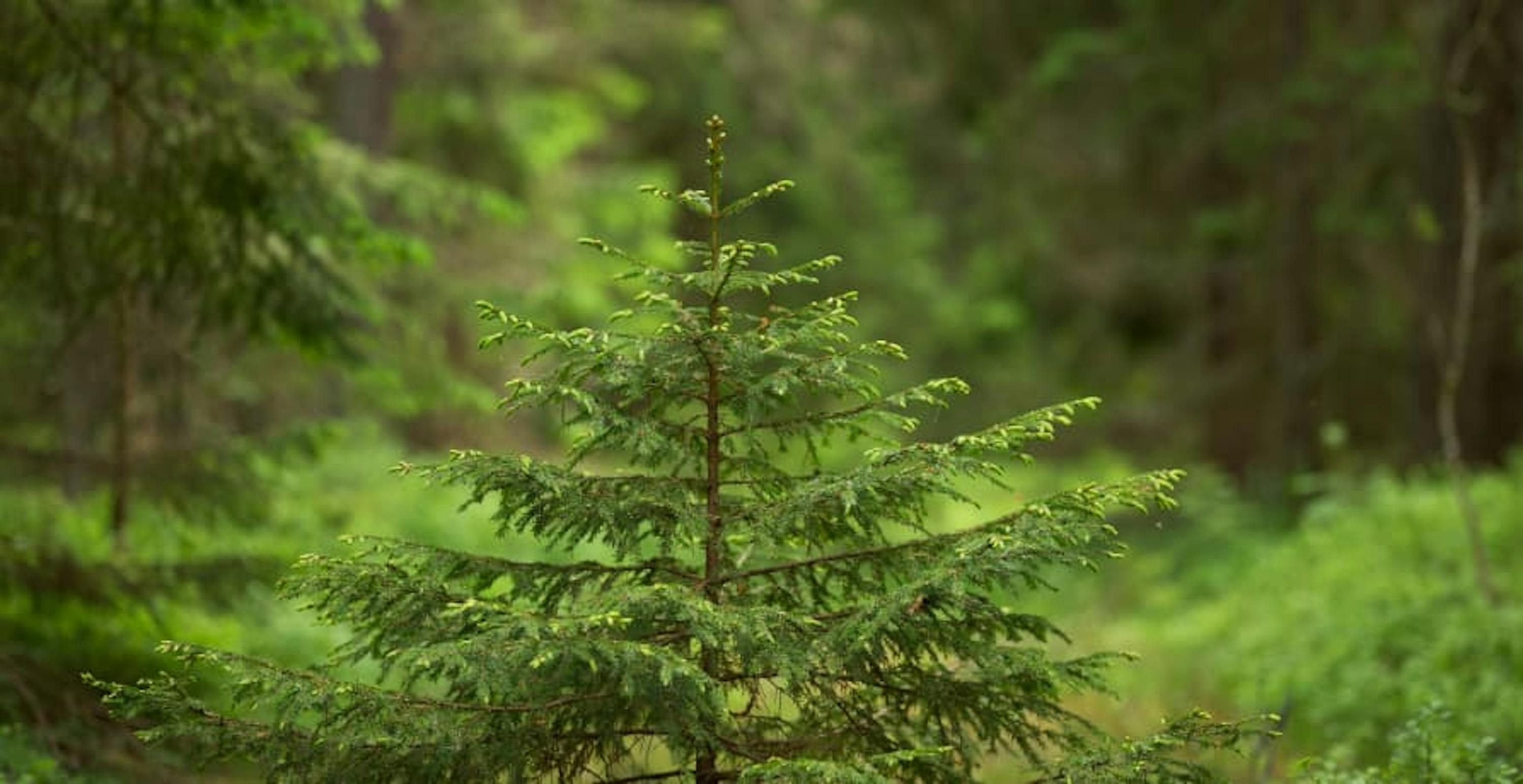 Forest full of green trees