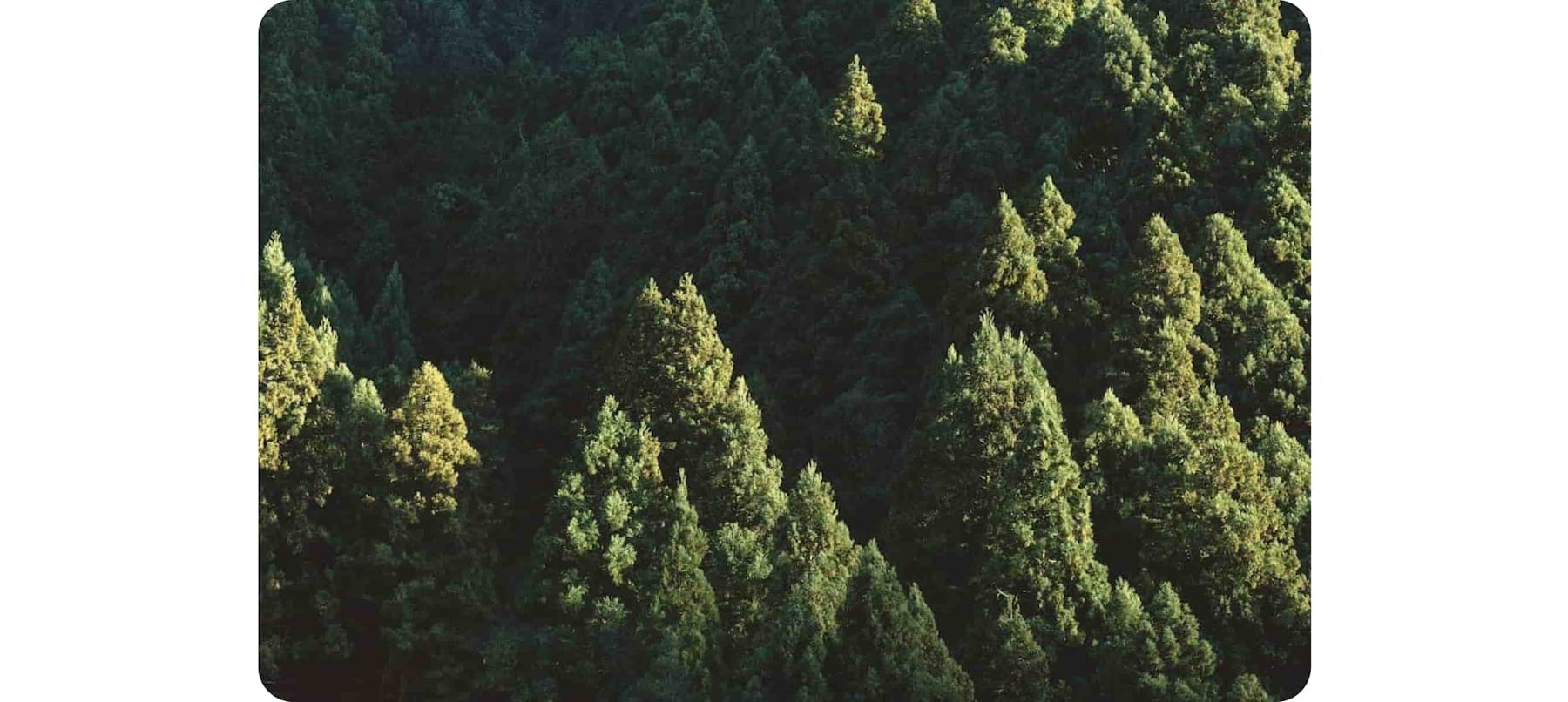 vue aérienne d'arbres à feuilles vertes