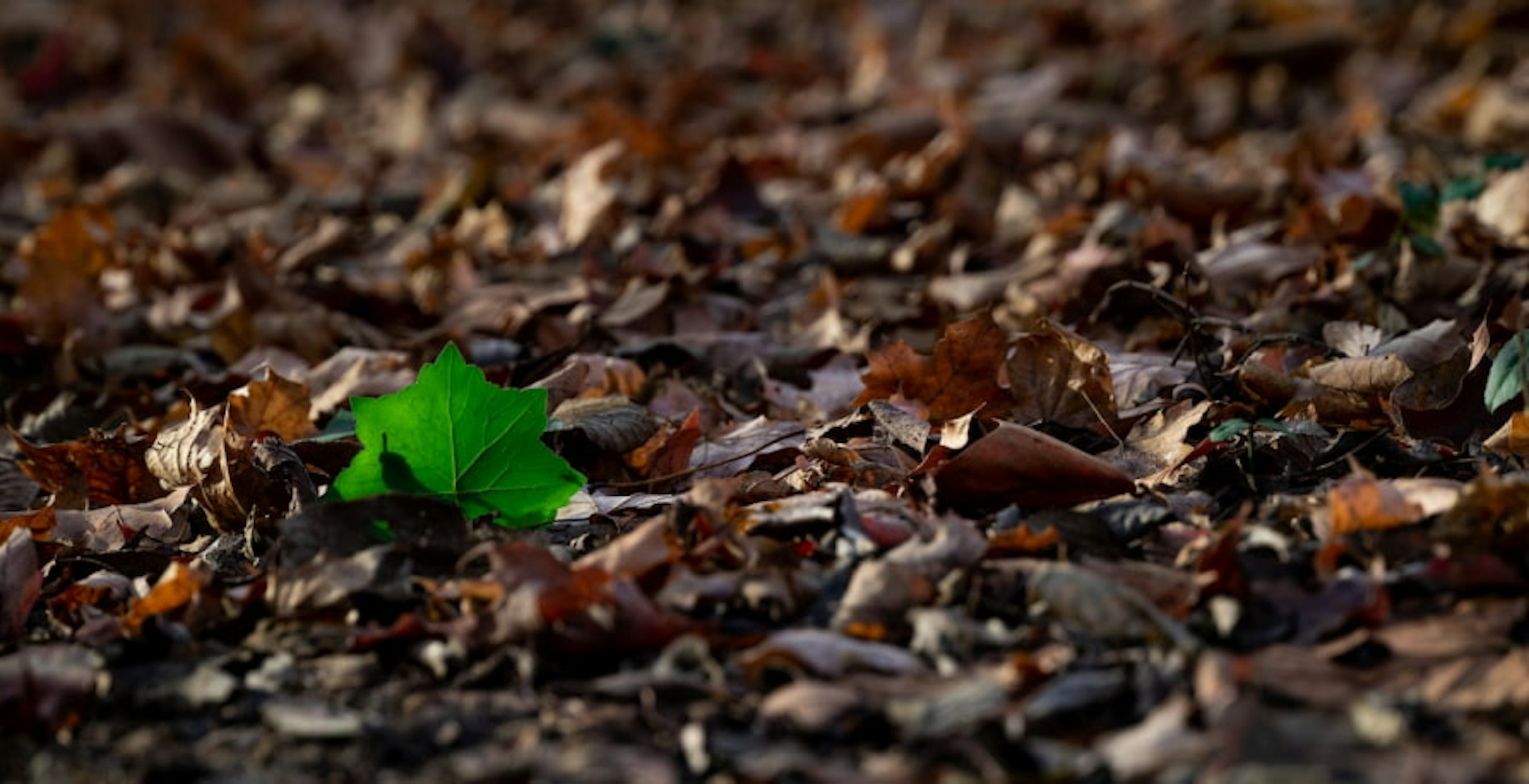 one green leaf among dry leaves