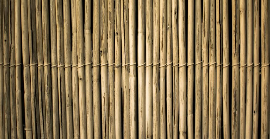 rows of bamboo