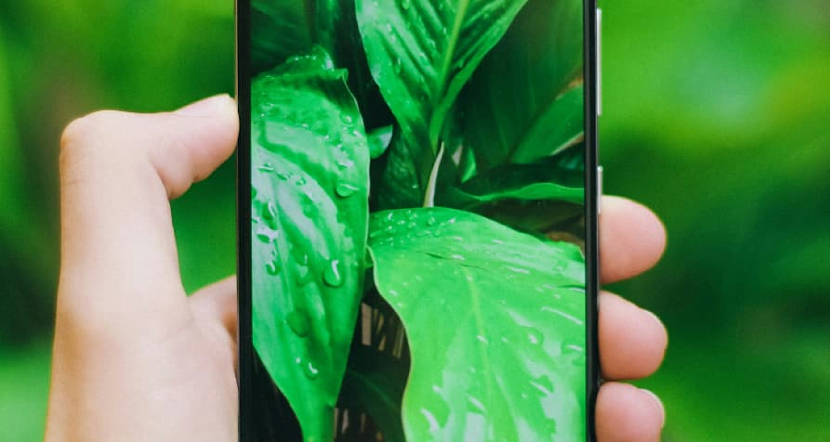 iphone taking picture of plants