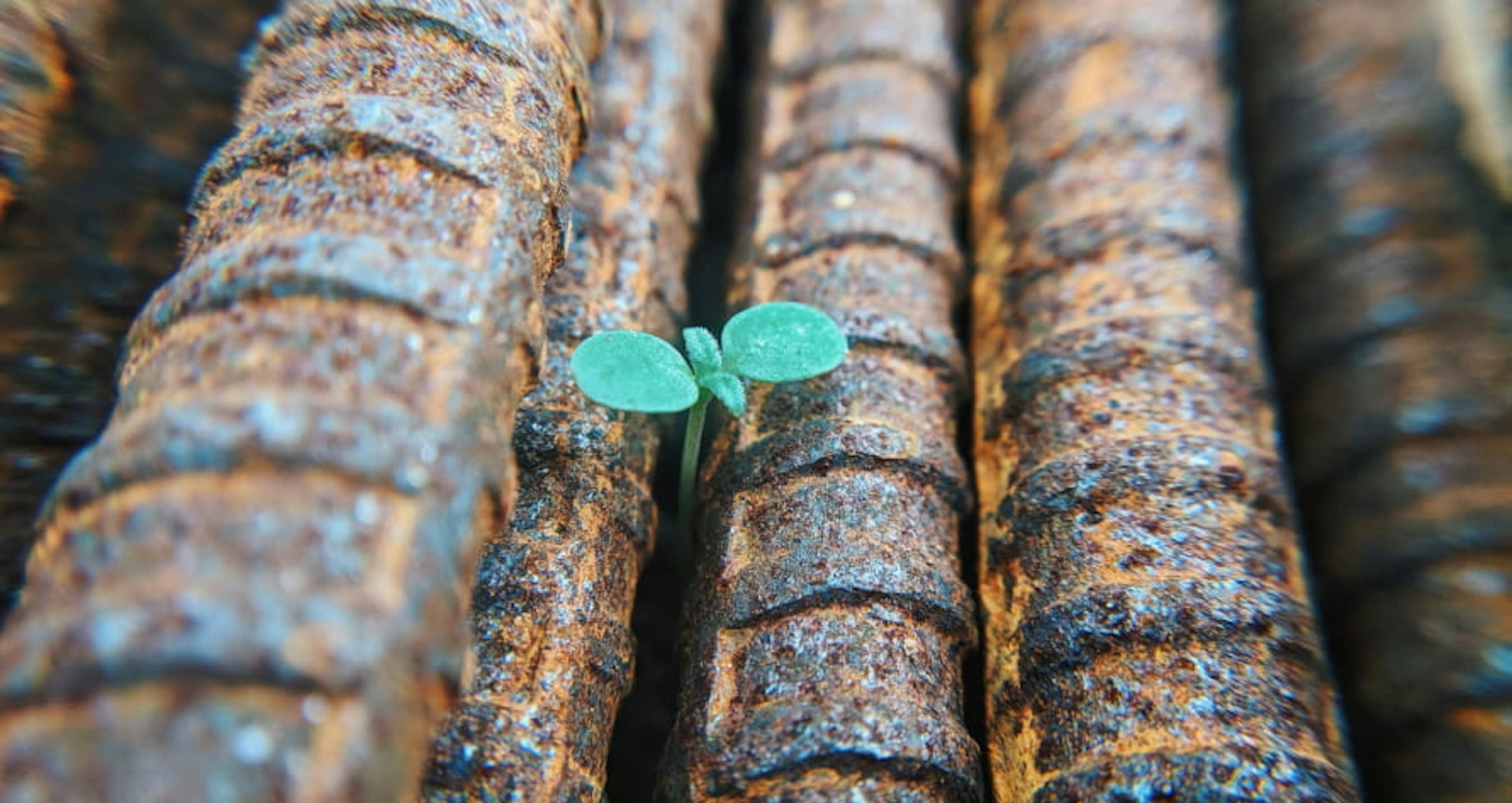 a tiny plant