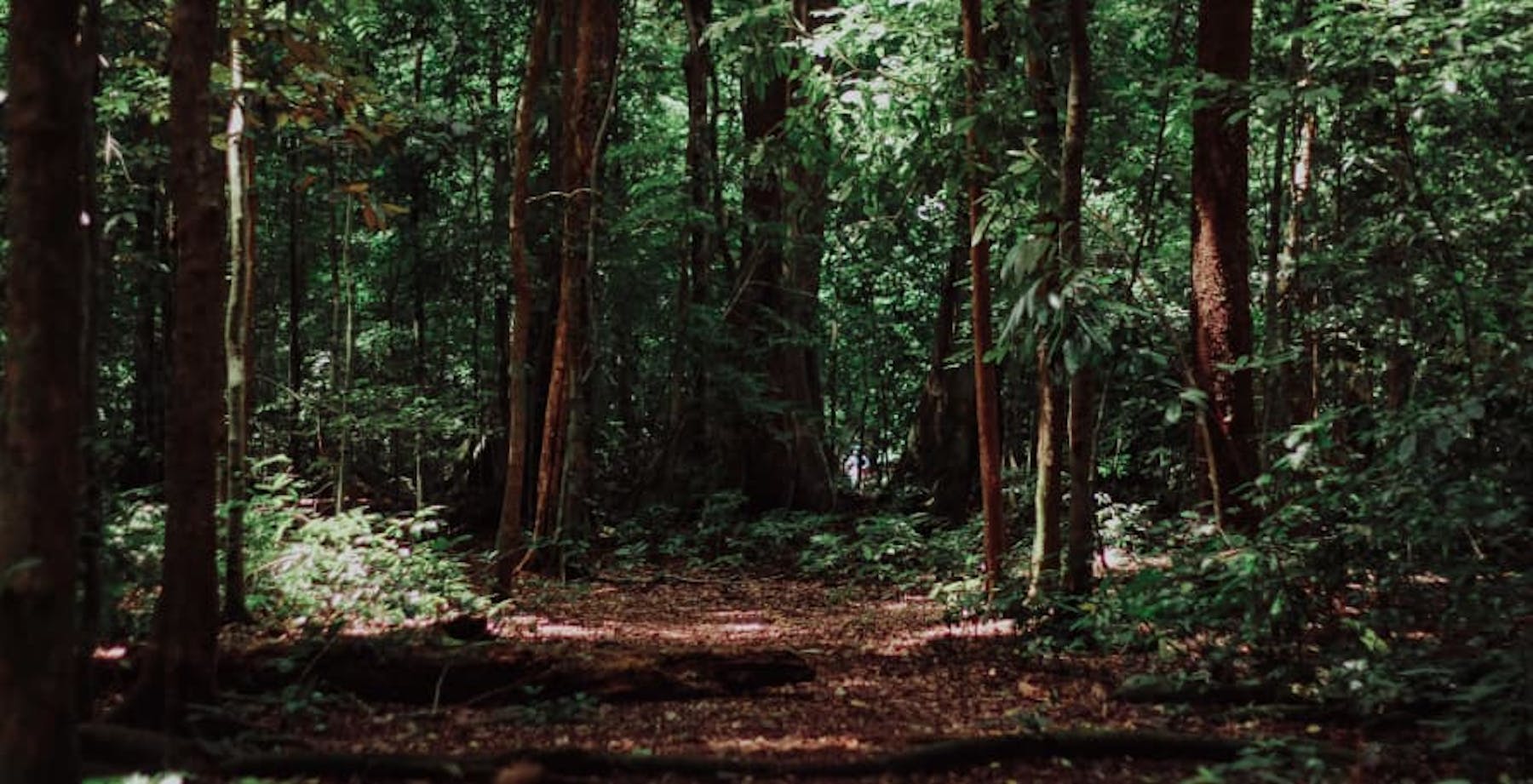 inside forest with little sunlight