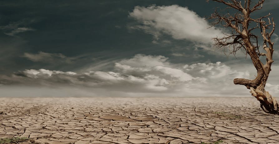 paysage de sécheresse avec sol craquelé et un arbre mort