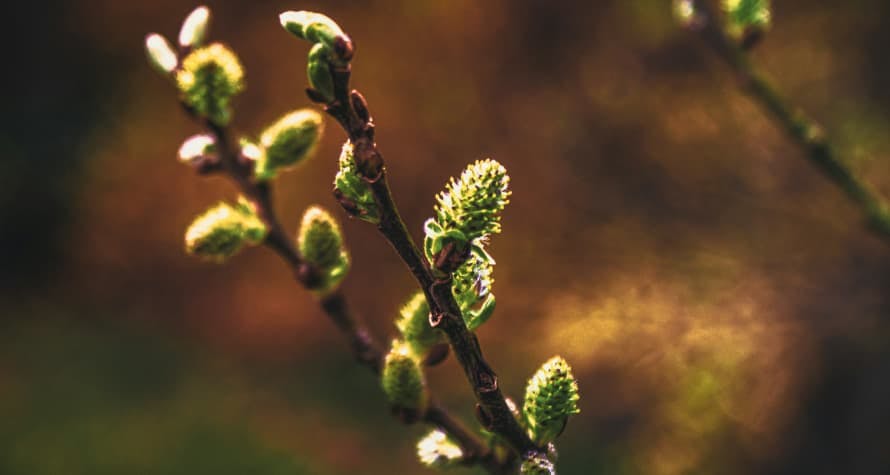 small plant weed