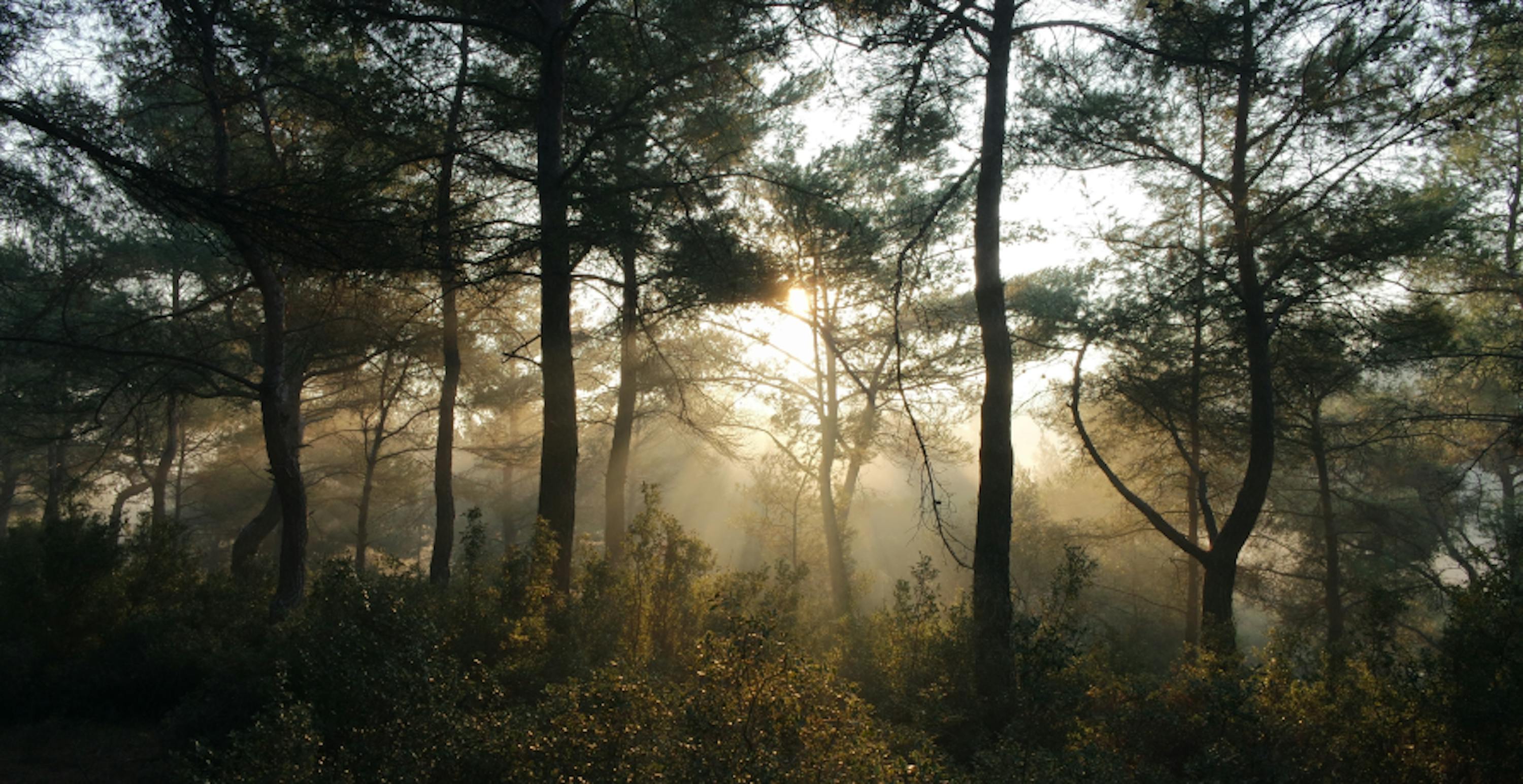 forest with sunshine coming through the canopy