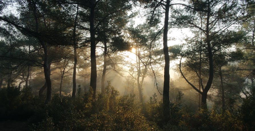 forest with sunshine coming through the canopy