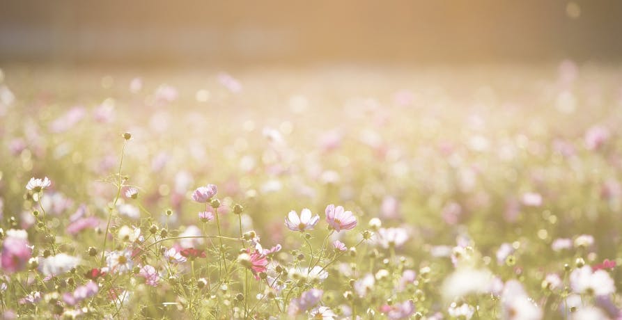 field of small daises and other small white and pink flowers