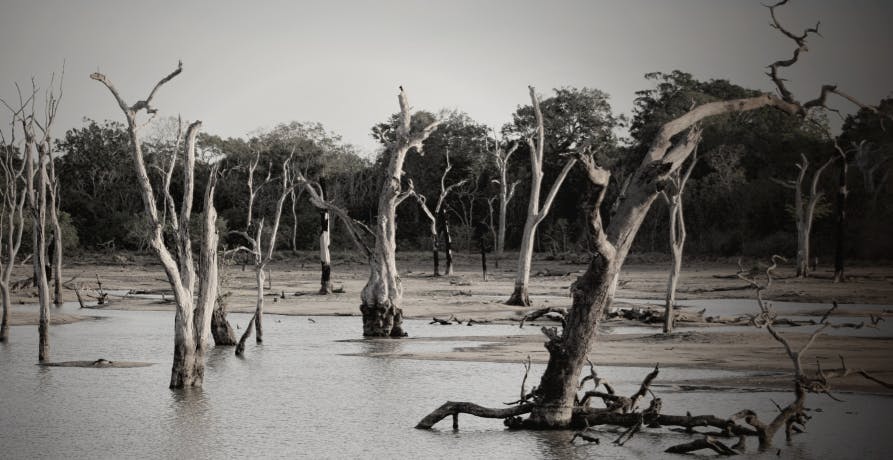 flooded river and trees