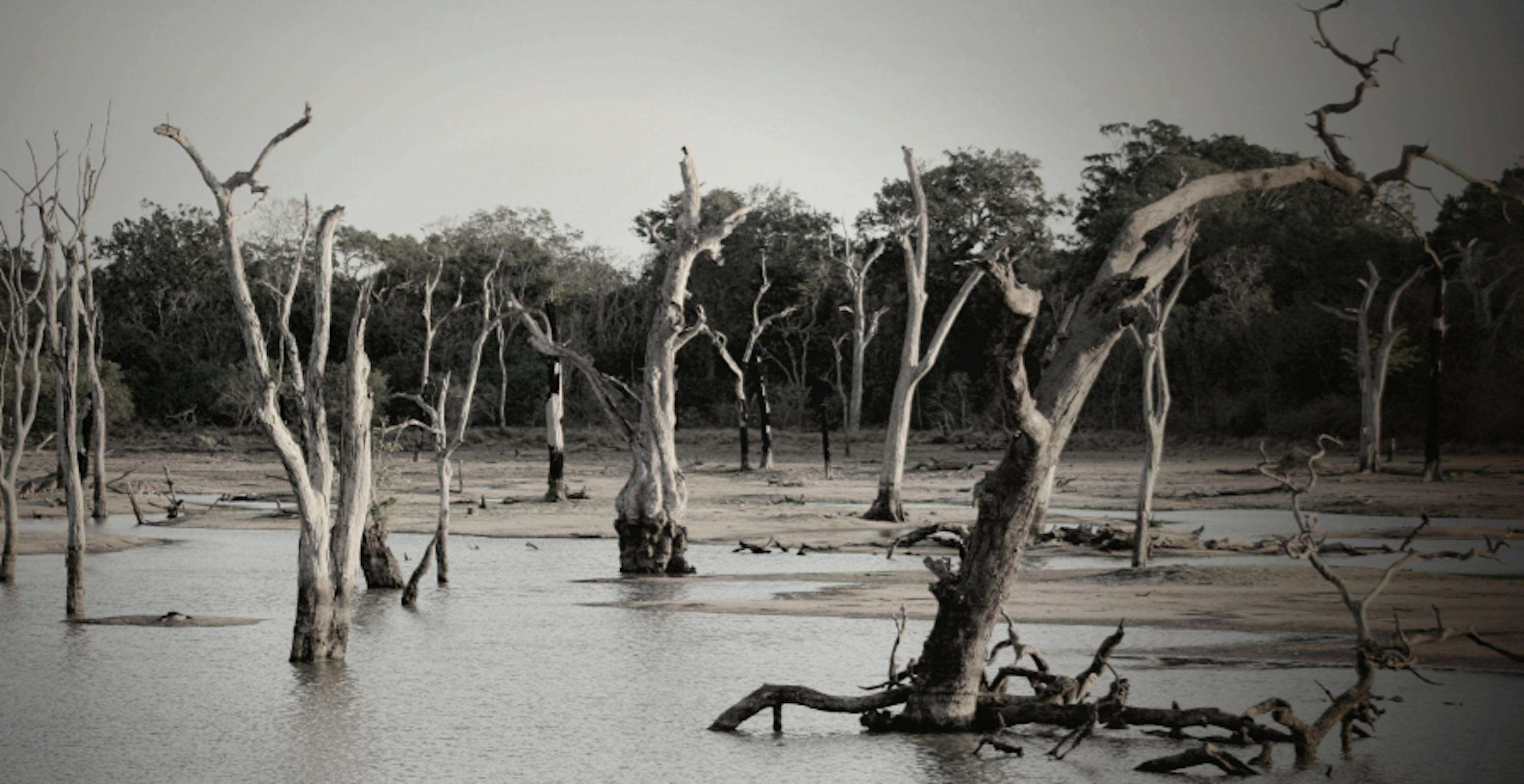 flooded forest