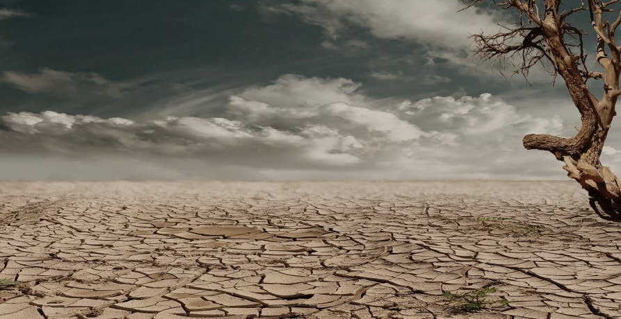 sol victime de sécheresse et arbre mort