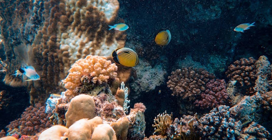 coral reef with lots of fish 