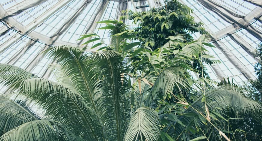 big leafy tree in a clear window dome building