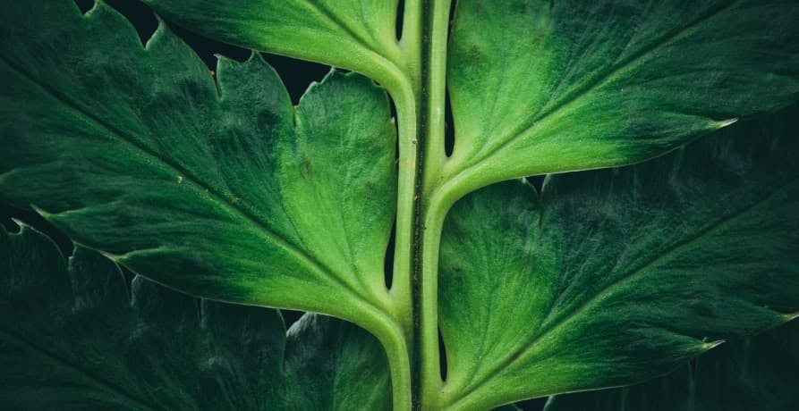 giant green leaf