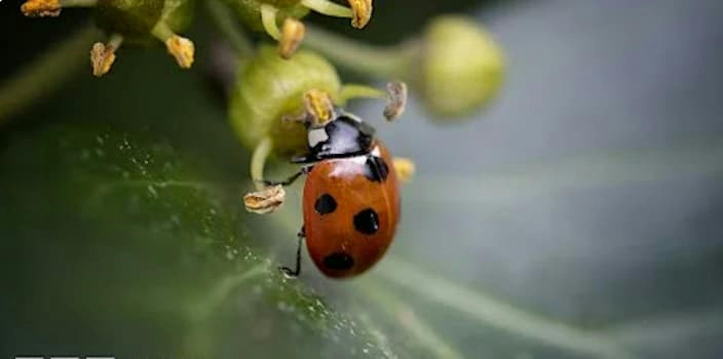 lady bug bbc thumbnail