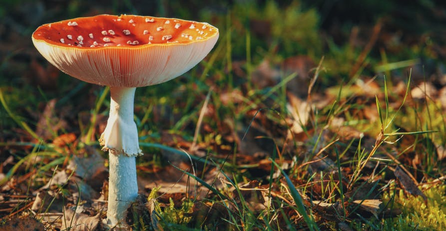 mushroom growing from ground