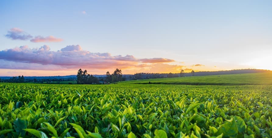 sunset on farm