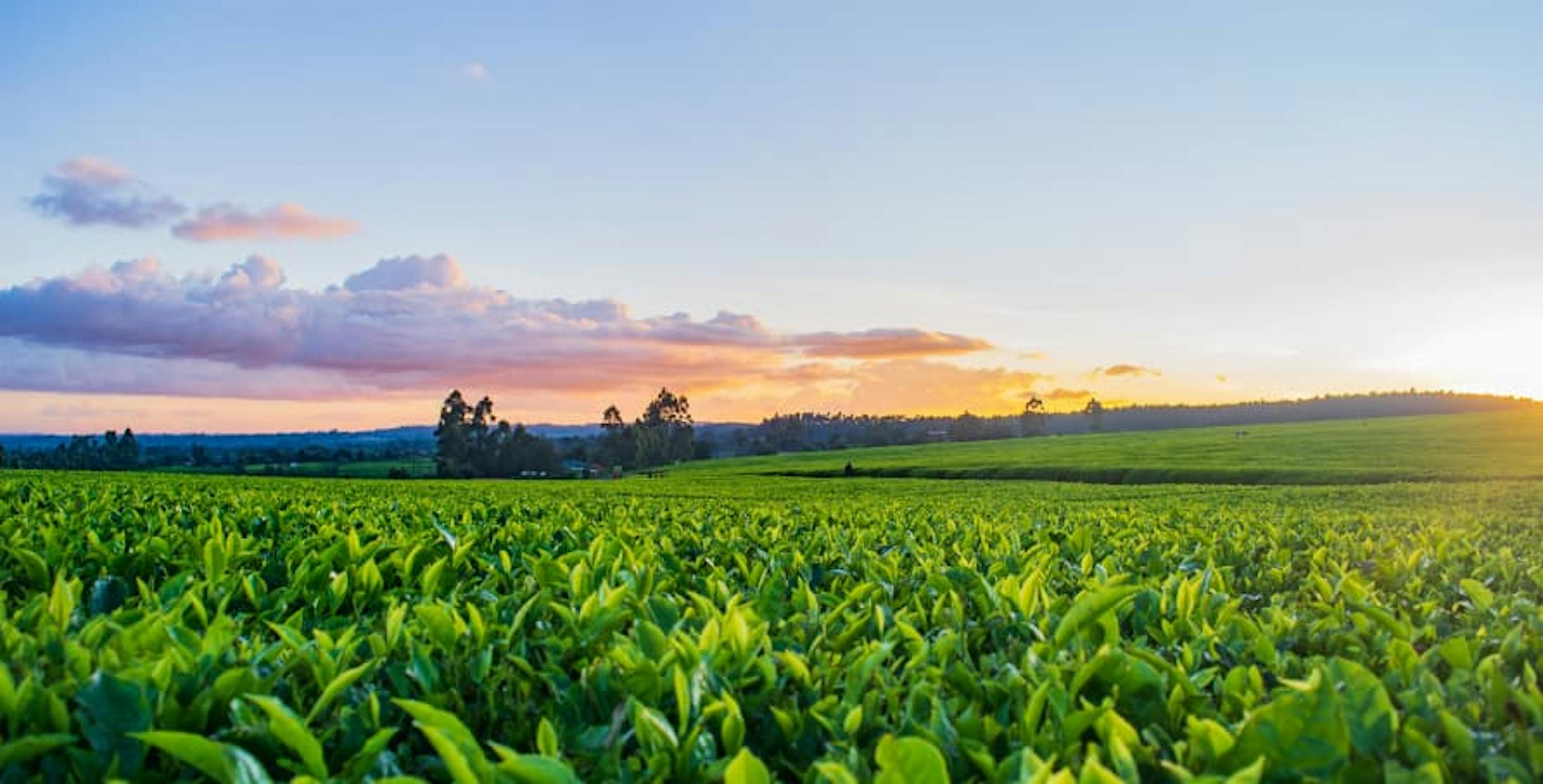 sunset on farm