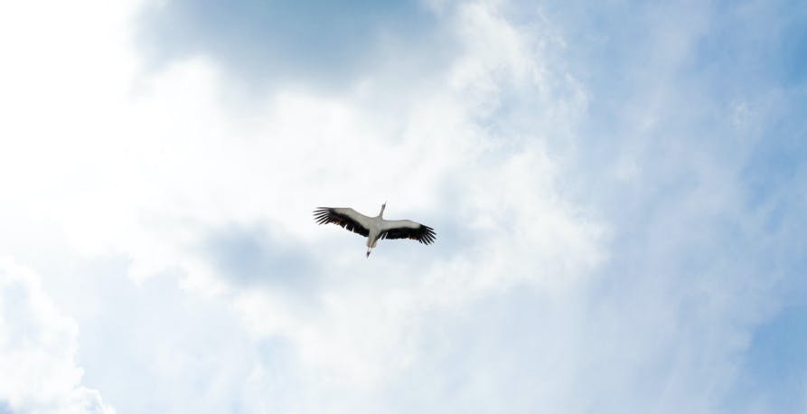 a bird flying in the sky