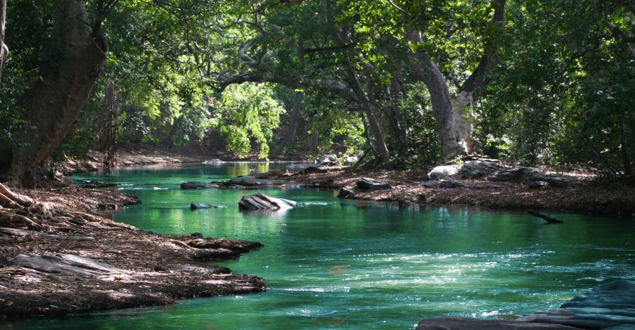 small lake with leafy trees and lake with green hue