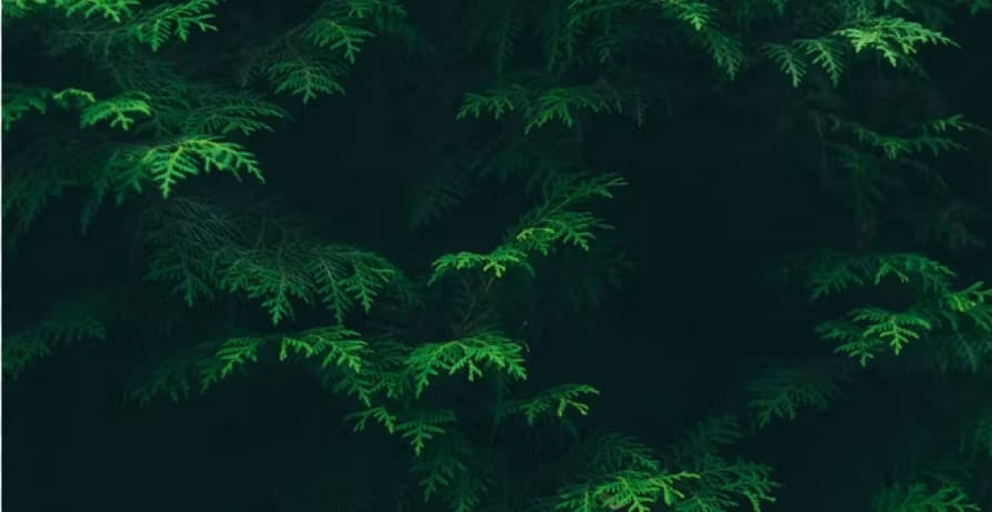 Green leaves of pine tree