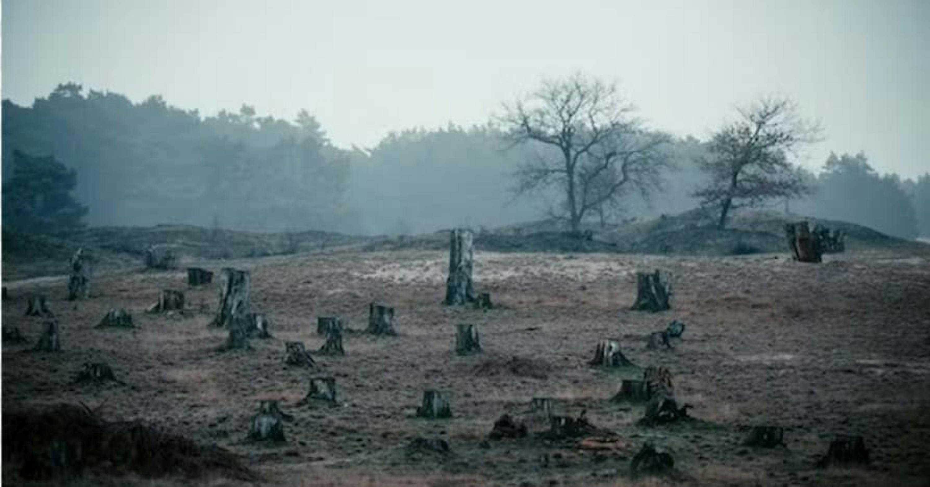 trees in forest cut down