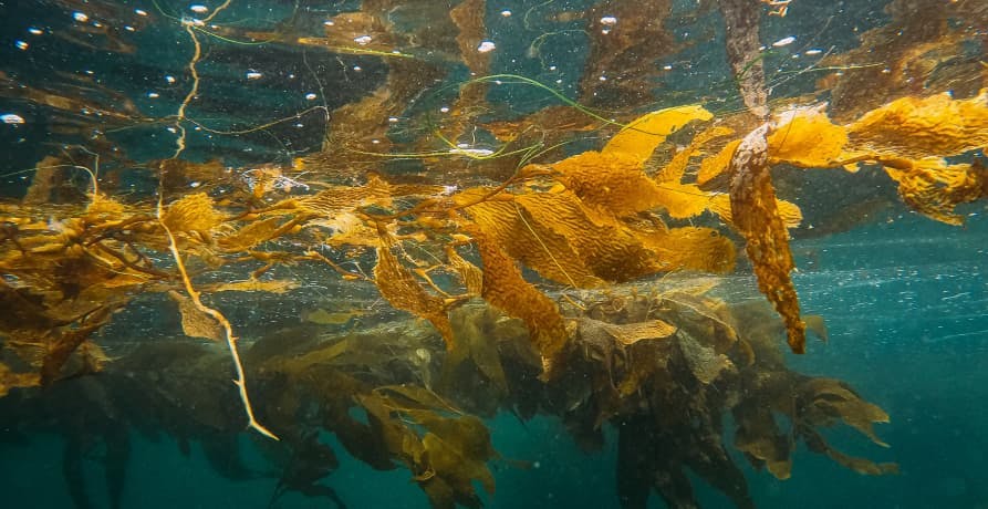 seaweed floating in the ocean