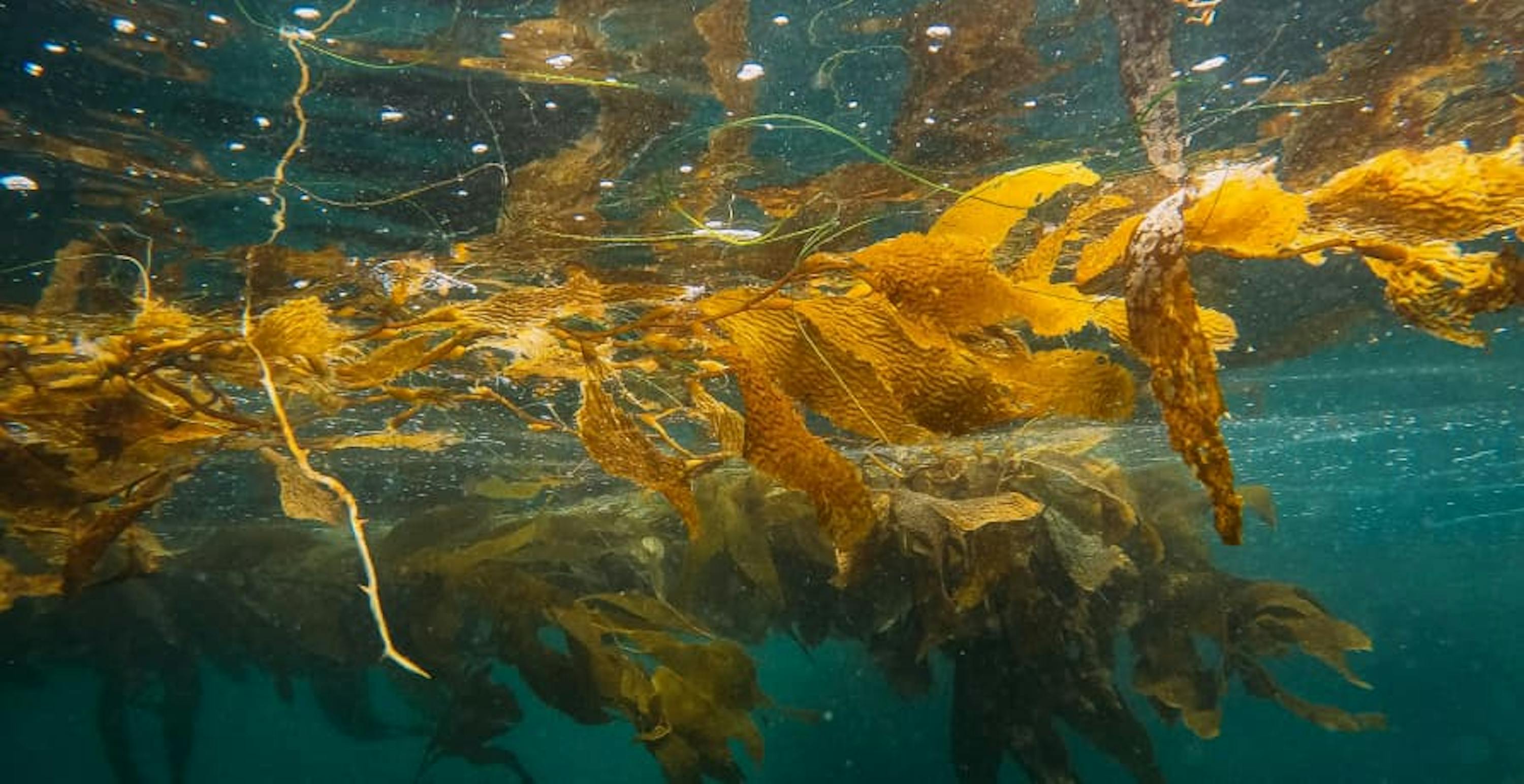 seaweed at the surface of the ocean water