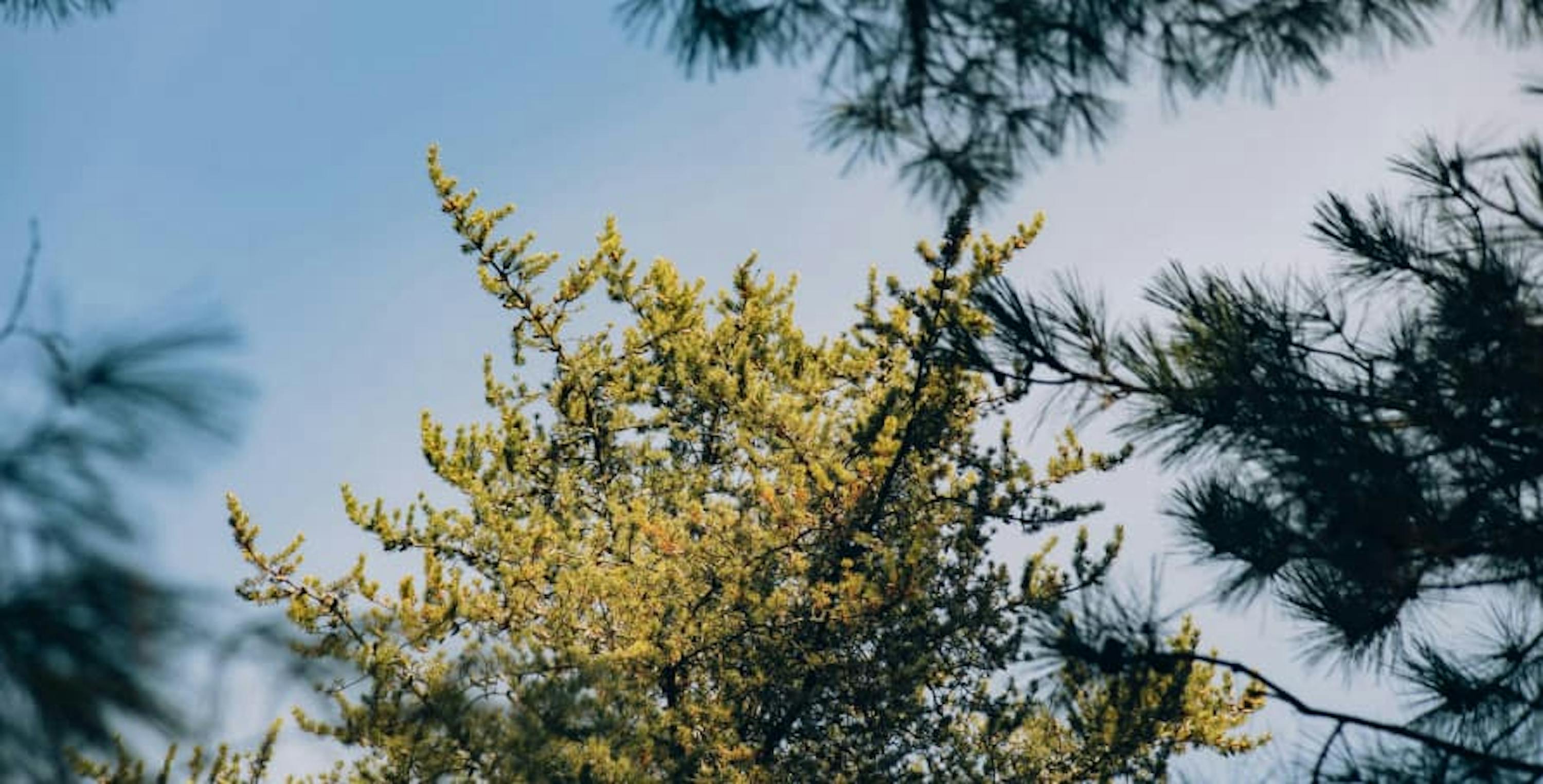 view of tree in michigan