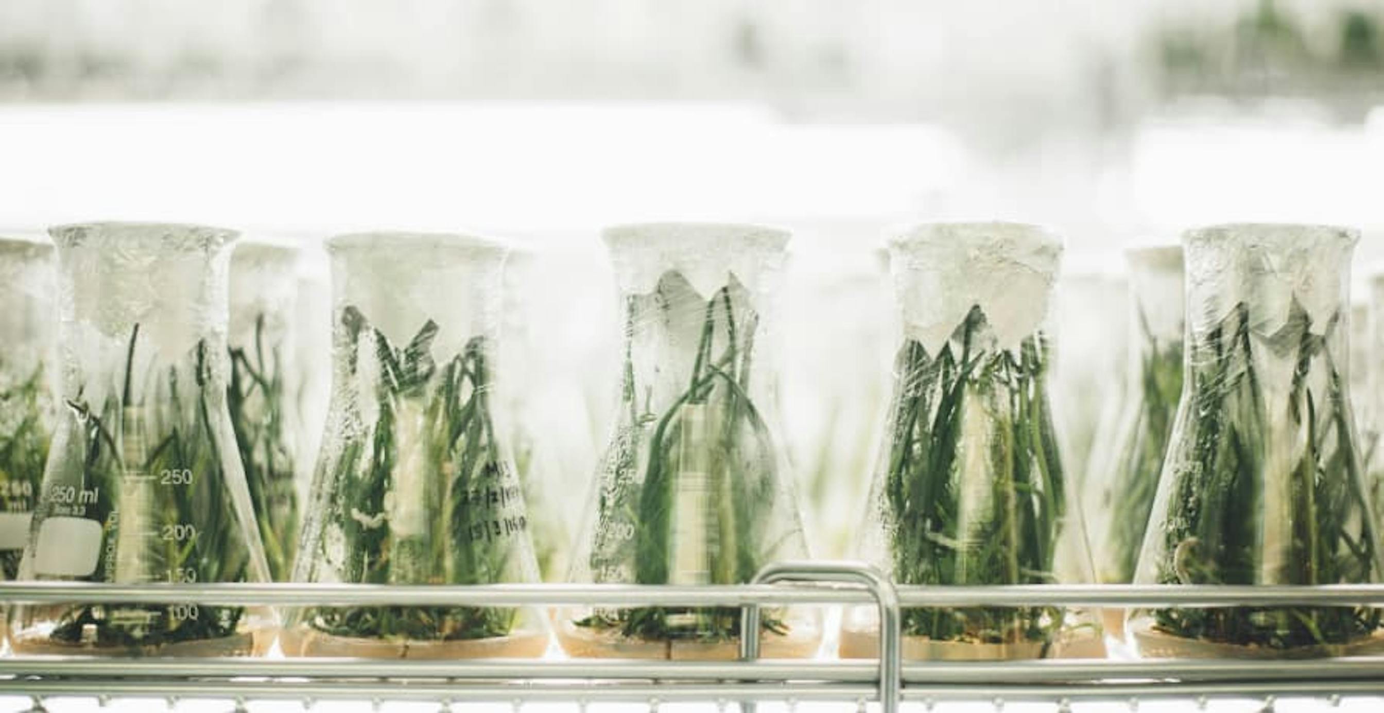 beakers filled with plants