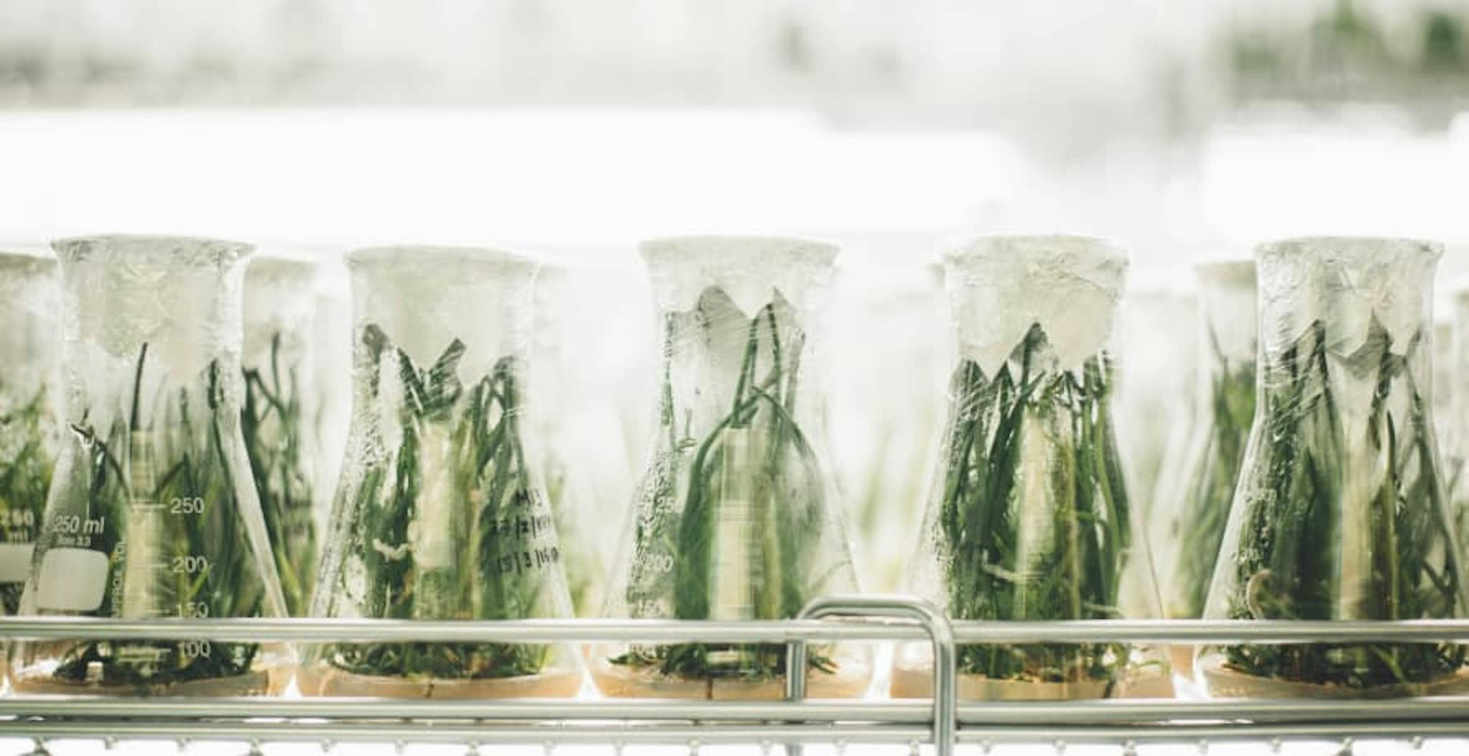 beakers filled with plants