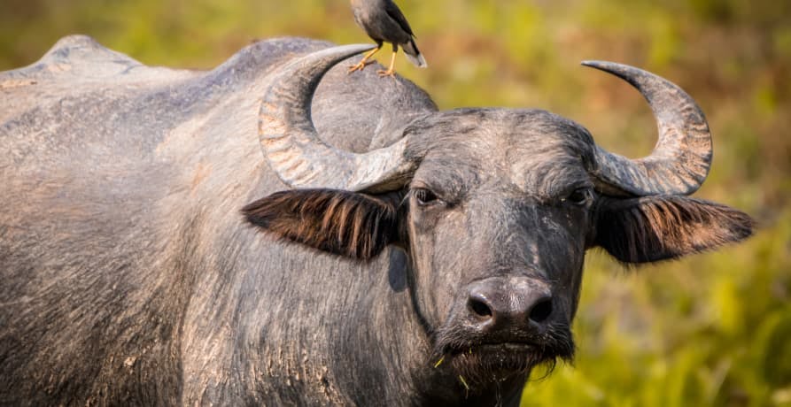 water buffalo with a bird sitting on its horn