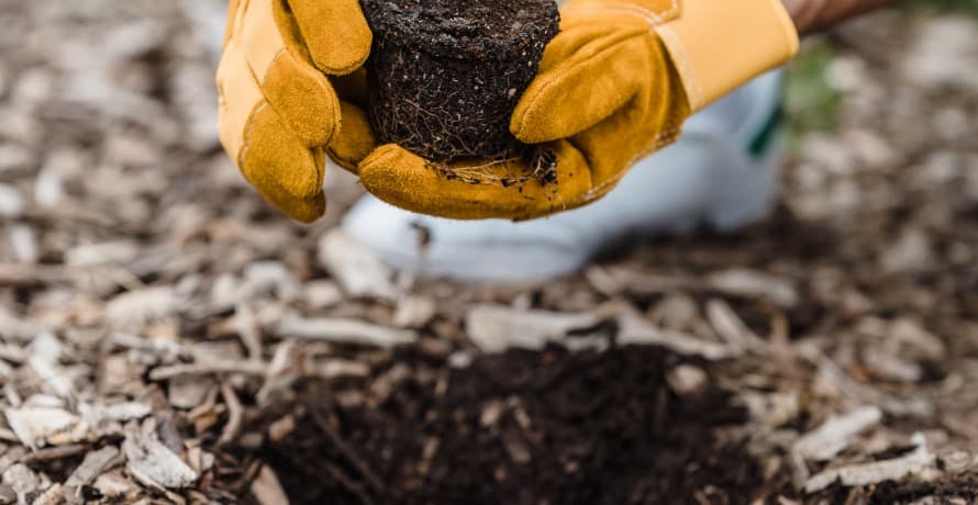 person planting in soil with yellow gloves