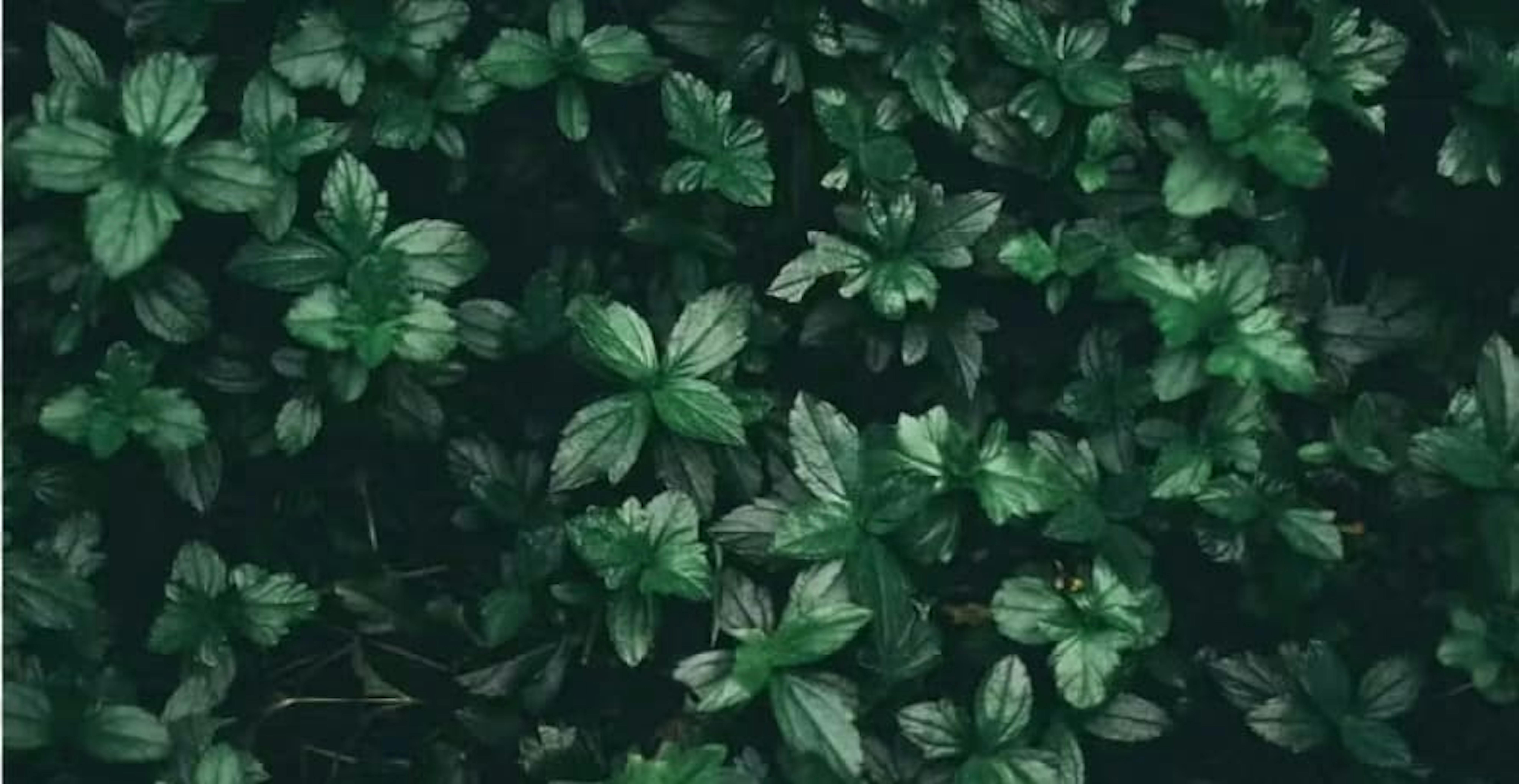 Green leafs