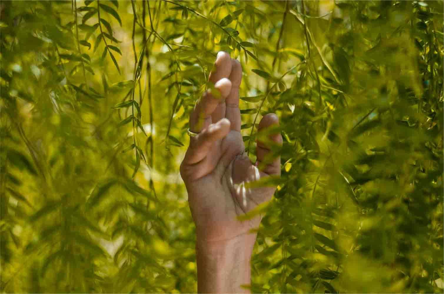 Person holding green leaf plants